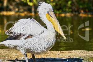 Beautiful pelican in zoo