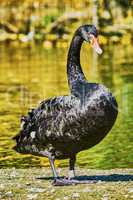 Black Swan at the zoo