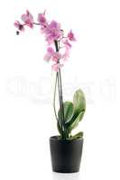 Beautiful pink orchid in a flowerpot