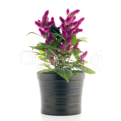 Cockscomb celosia spicata plant