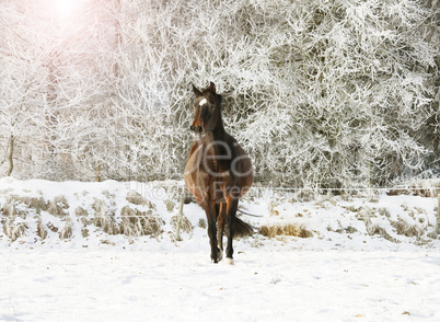 braunes Pferd im Schnee