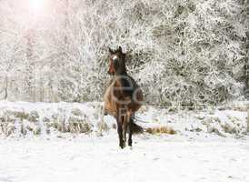braunes Pferd im Schnee