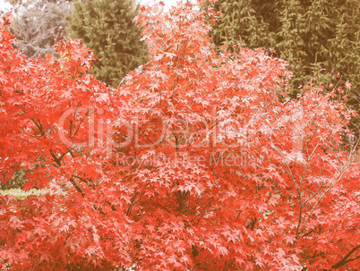 Retro looking Red maple tree