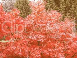 Retro looking Red maple tree