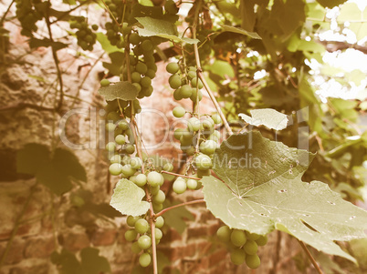 Retro looking Grape picture