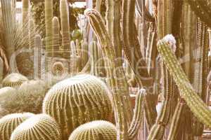 Retro looking Cactus