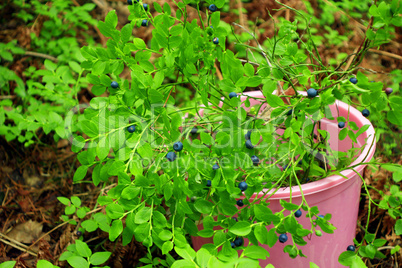 bilberry-bushes with berries in the bucket