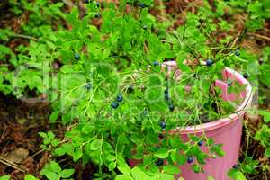 bilberry-bushes with berries in the bucket