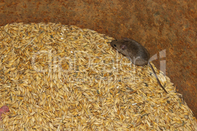 mouse on the wheat in the pantry