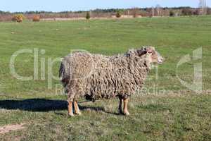 sheep grazing on the grass