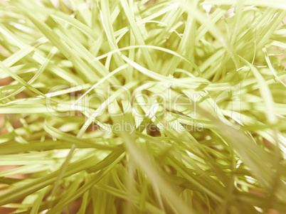 Retro looking Grass meadow weed