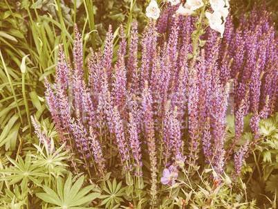 Retro looking Salvia flowers