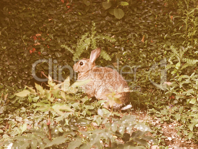 Retro looking Hare picture