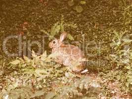 Retro looking Hare picture