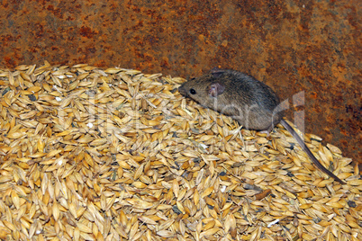 mouse on the wheat in the pantry