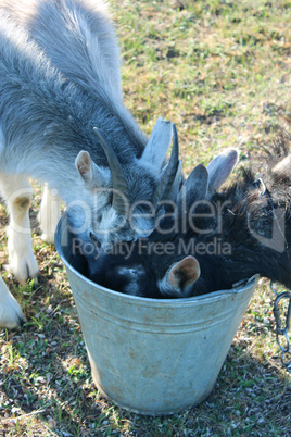 goats drink water from the bucket