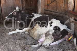 cow gives birth