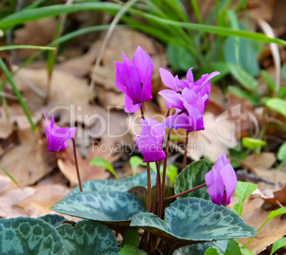 Alpenveilchen im Wald - cyclamen in forest 02