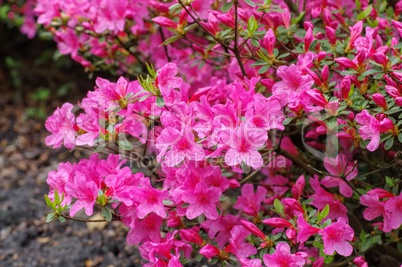 Azalee - azalea in pink