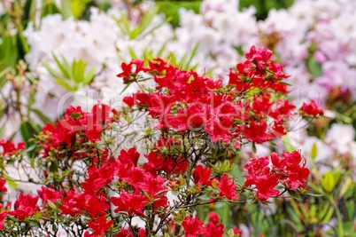 Azalee japonica stewartoniana- azalea japonica stewartoniana