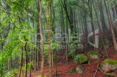 Buchenwald im Harz - beech forest in Harz Mountains 02