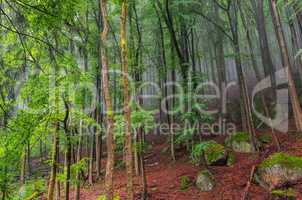 Buchenwald im Harz - beech forest in Harz Mountains 02