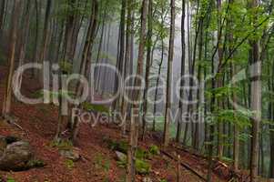 Buchenwald im Harz - beech forest in Harz Mountains 03