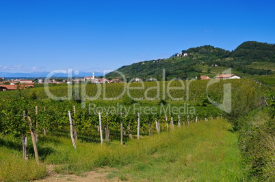 Friaul Weinberge - Friaul vineyards in summer