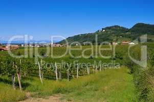 Friaul Weinberge - Friaul vineyards in summer