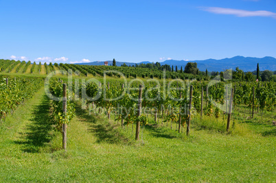 Friaul Weinberge - Friaul vineyards in summer