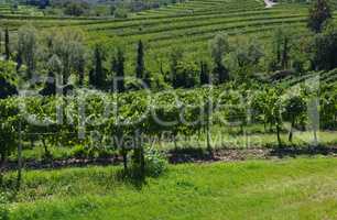 Friaul Weinberge - Friaul vineyards in summer