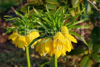 Kaiserkrone gelb - yellow crown imperial 01