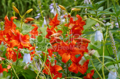 Lilium davidii Elwes 03