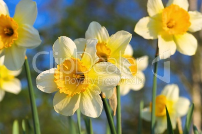 Narzisse Orangery - Daffodil Orangery