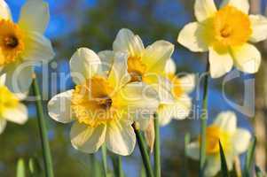 Narzisse Orangery - Daffodil Orangery