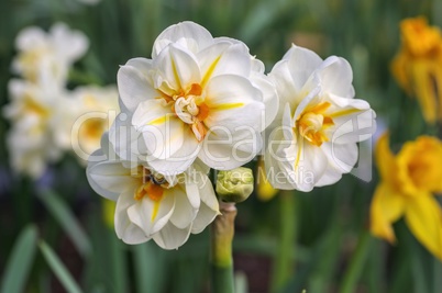 Narzisse Sir Winston Churchill - Daffodil Sir Winston Churchill 01