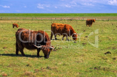 Schottische Hochlandrinder - Highland Cattle 01