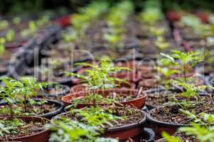 Tagetes Anzucht - tagetes plant breeding 01