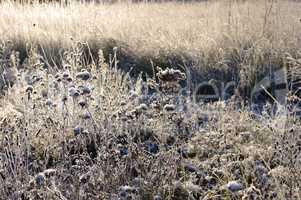 Wiese mit Raureif - meadow and hoarfrost