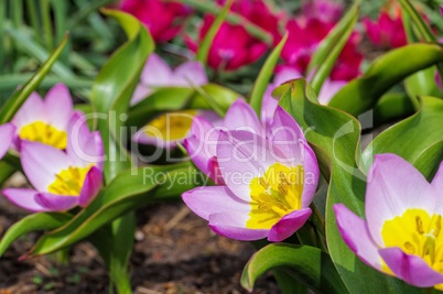 Wildtulpe Bakeri Lilac Wonder  - wild tulip Bakeri Lilac Wonder