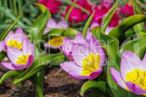 Wildtulpe Bakeri Lilac Wonder  - wild tulip Bakeri Lilac Wonder