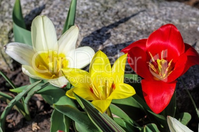 Wildtulpe Tulipa kaufmanniana - wild tulip Tulipa kaufmanniana 01
