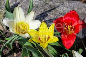 Wildtulpe Tulipa kaufmanniana - wild tulip Tulipa kaufmanniana 01