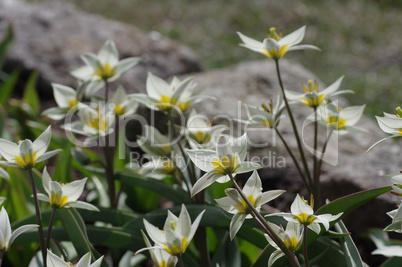 Wildtulpe Tulipa turkestanica - wild tulip Tulipa turkestanica 03