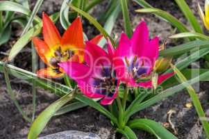 Wildtulpe little beauty und hageri splendens   - wild tulip little beauty and hageri splendens