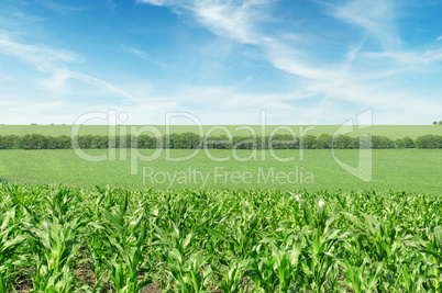 corn field and beautiful sky