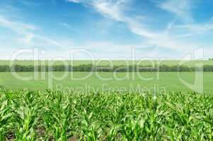 corn field and beautiful sky