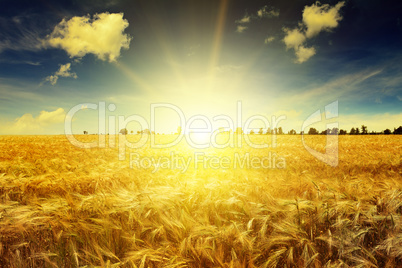 Beautiful sunrise over a field of wheat