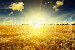 Beautiful sunrise over a field of wheat