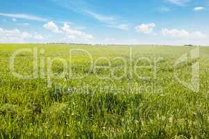 spring meadow and blue sky